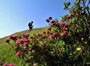 17 Sulla traccia fiorita di Rododendri rossi per il sentiero per il Mincucco